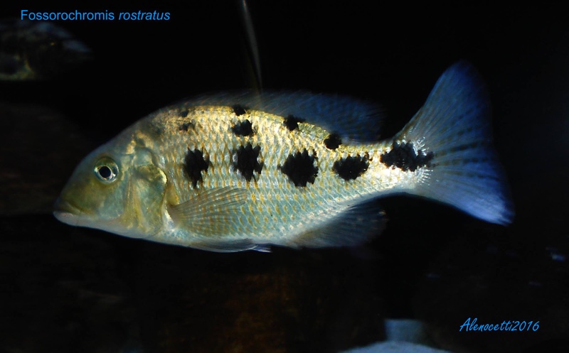 Fossorochromis rostratus